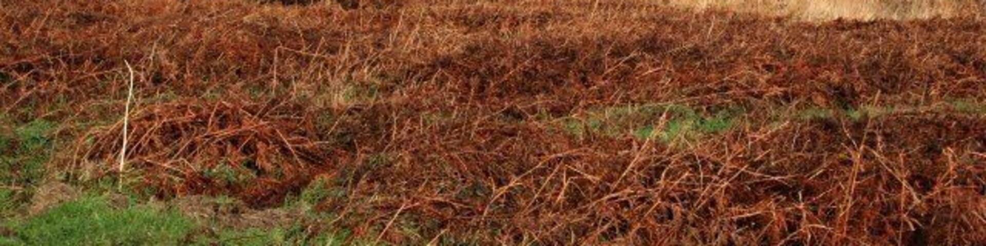 Viverdon Down This is wintertime heathland with the rust colour of the dead bracken leaves and the gorse in the distance not afraid to show some yellow flowers.