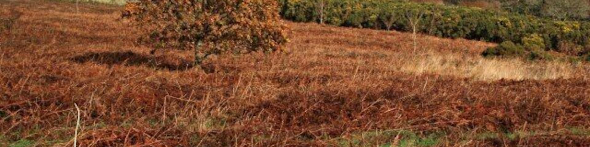 Viverdon Down This is wintertime heathland with the rust colour of the dead bracken leaves and the gorse in the distance not afraid to show some yellow flowers.