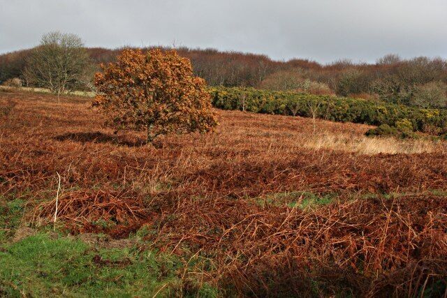A field with a large tree and a hedge in the background.