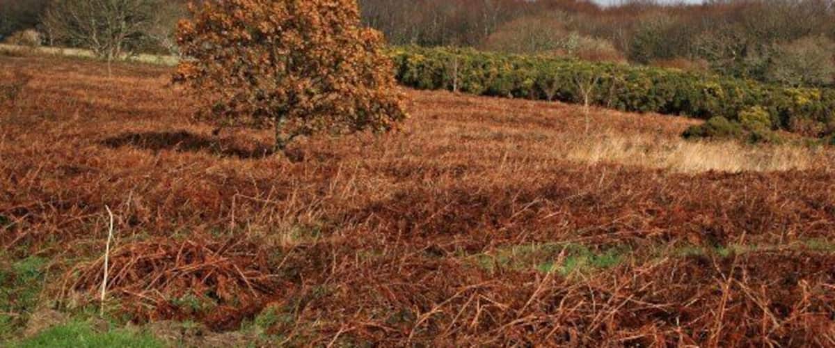 A field with a large tree and a hedge in the background.