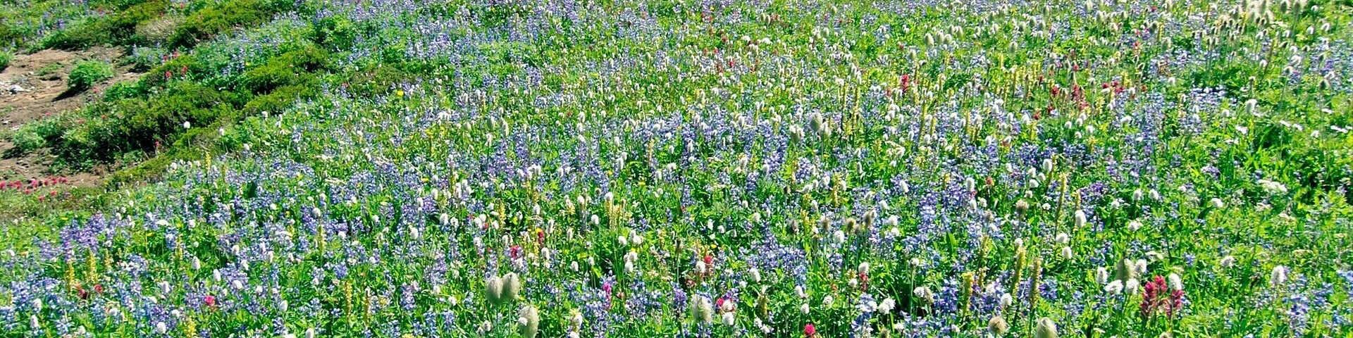 Wildflower season erupts in the Paradise Valley during the late summer months. Follow the Skyline Trail for an adventurous half-day hike among the flowers and up though a few remaining snowbanks. You'll be rewarded with a close-up view of Mount Rainier, and maybe even a marmot or two. If you're looking for something a bit more laid back, just follow the well-kept paved trails that wander the valley floor.