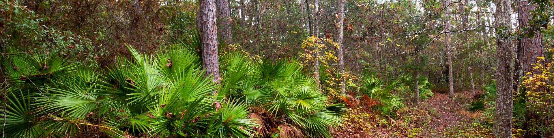 Shepard State Park Hiking Trail, Gautier, MS