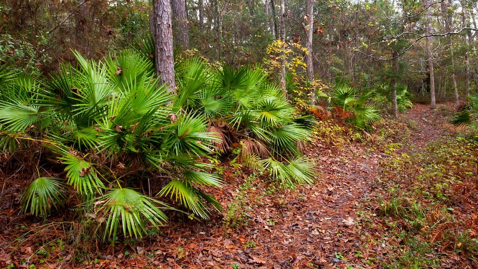 A forest with dense green foliage and a forest floor covered in brown leaves.