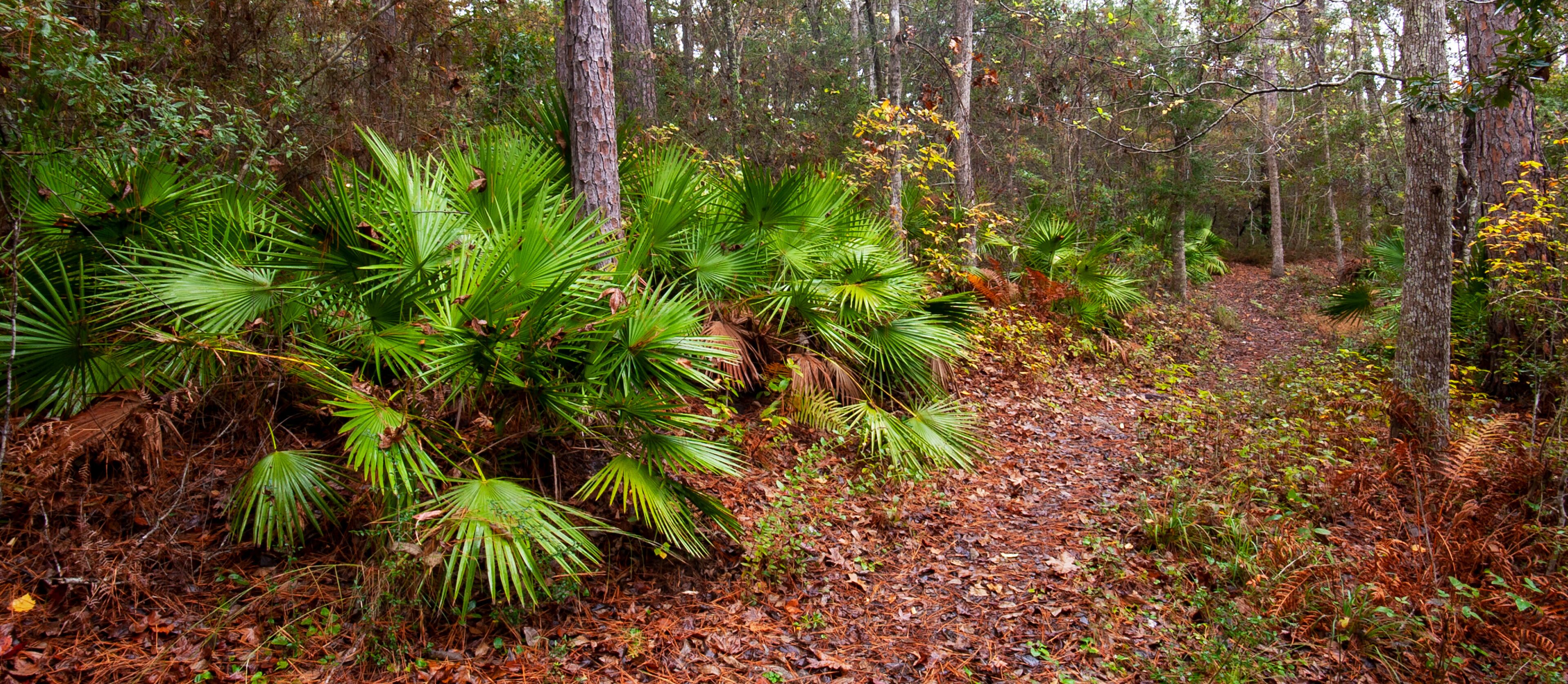 A forest with dense green foliage and a forest floor covered in brown leaves.