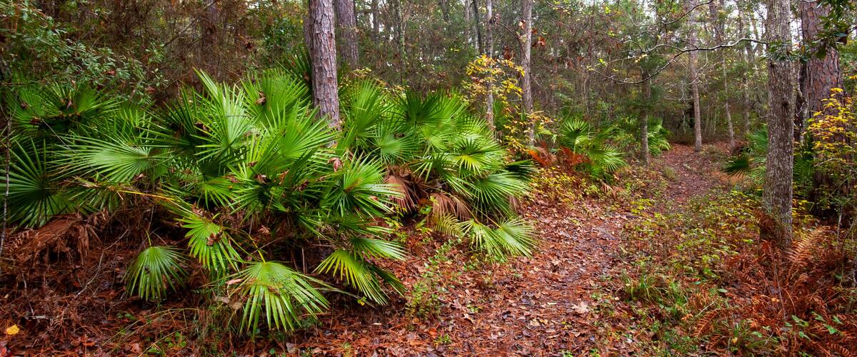A forest with dense green foliage and a forest floor covered in brown leaves.