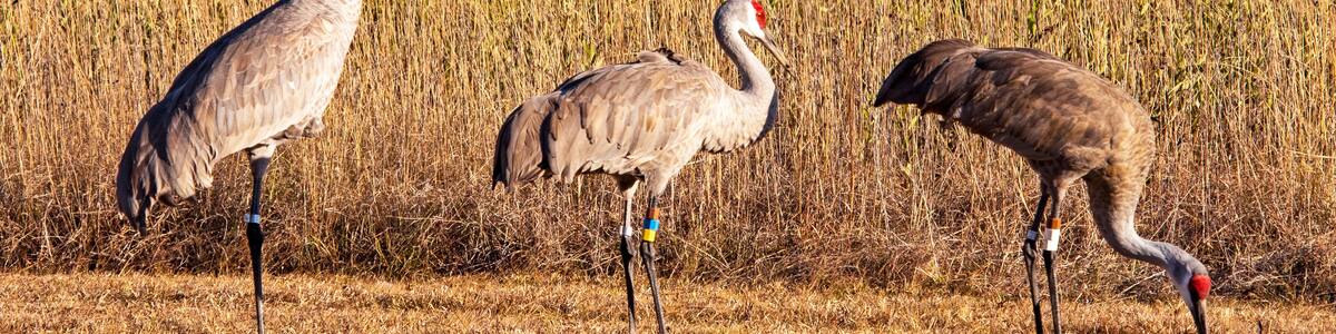 Sandhill Cranes in Gautier, MS