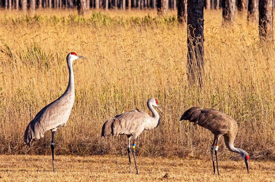 Sandhill Cranes in Gautier, MS
