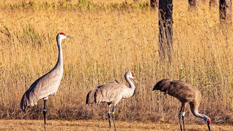 Three birds standing in a field with dry grass and trees in the background.
