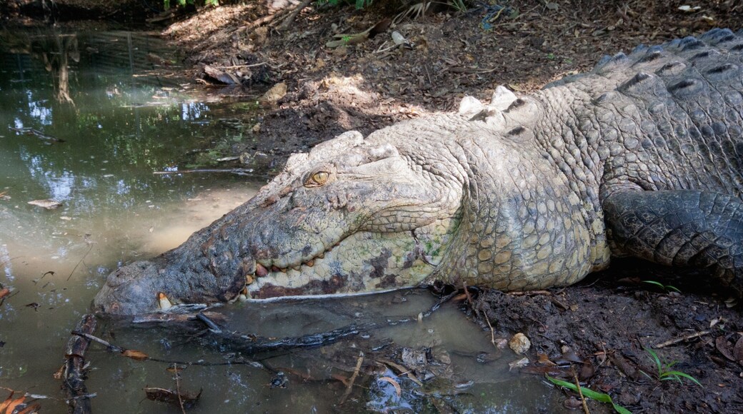 Toledo showing zoo animals and dangerous animals