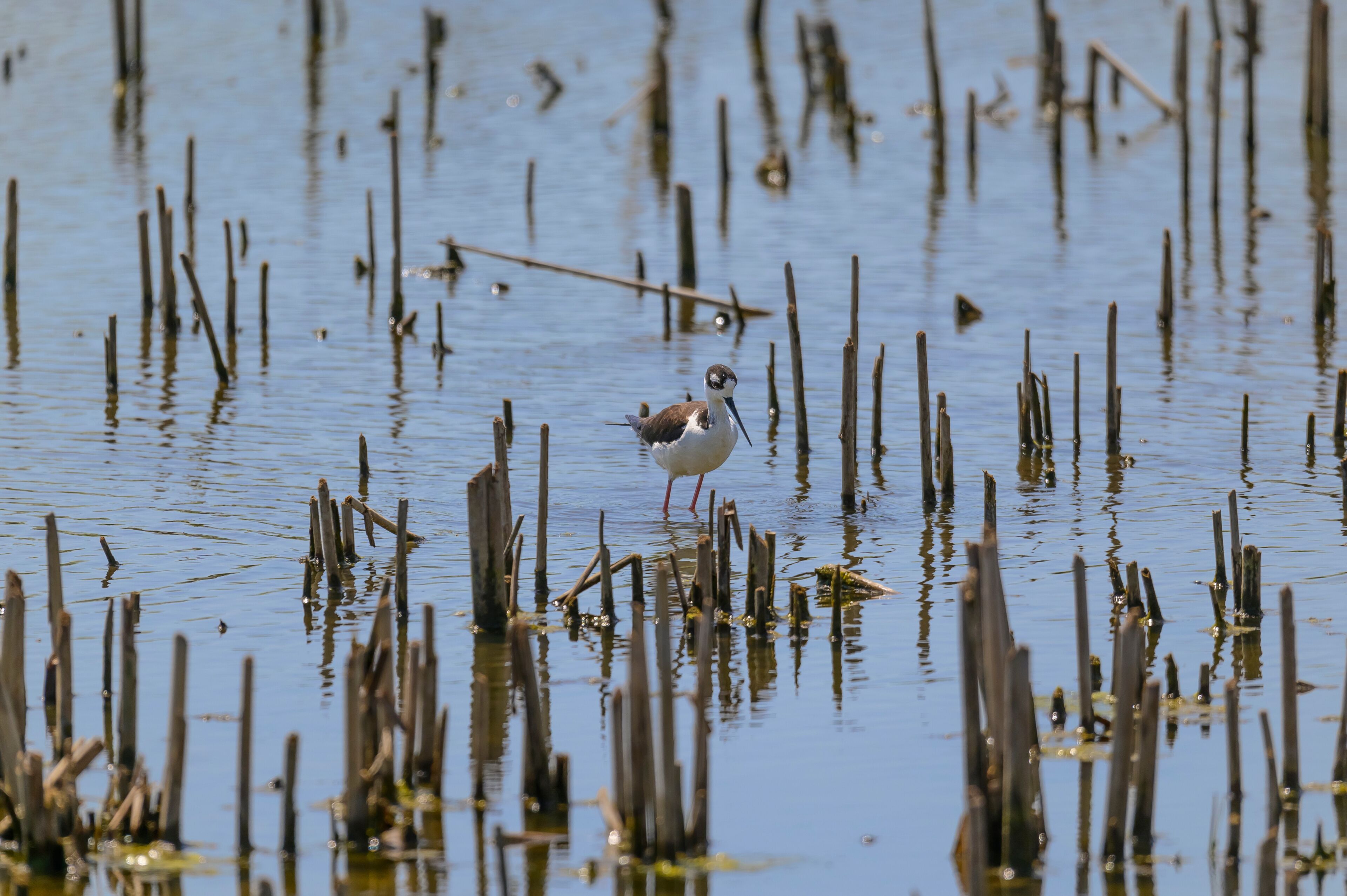 A bird standing in a marsh with tall, thin reeds.