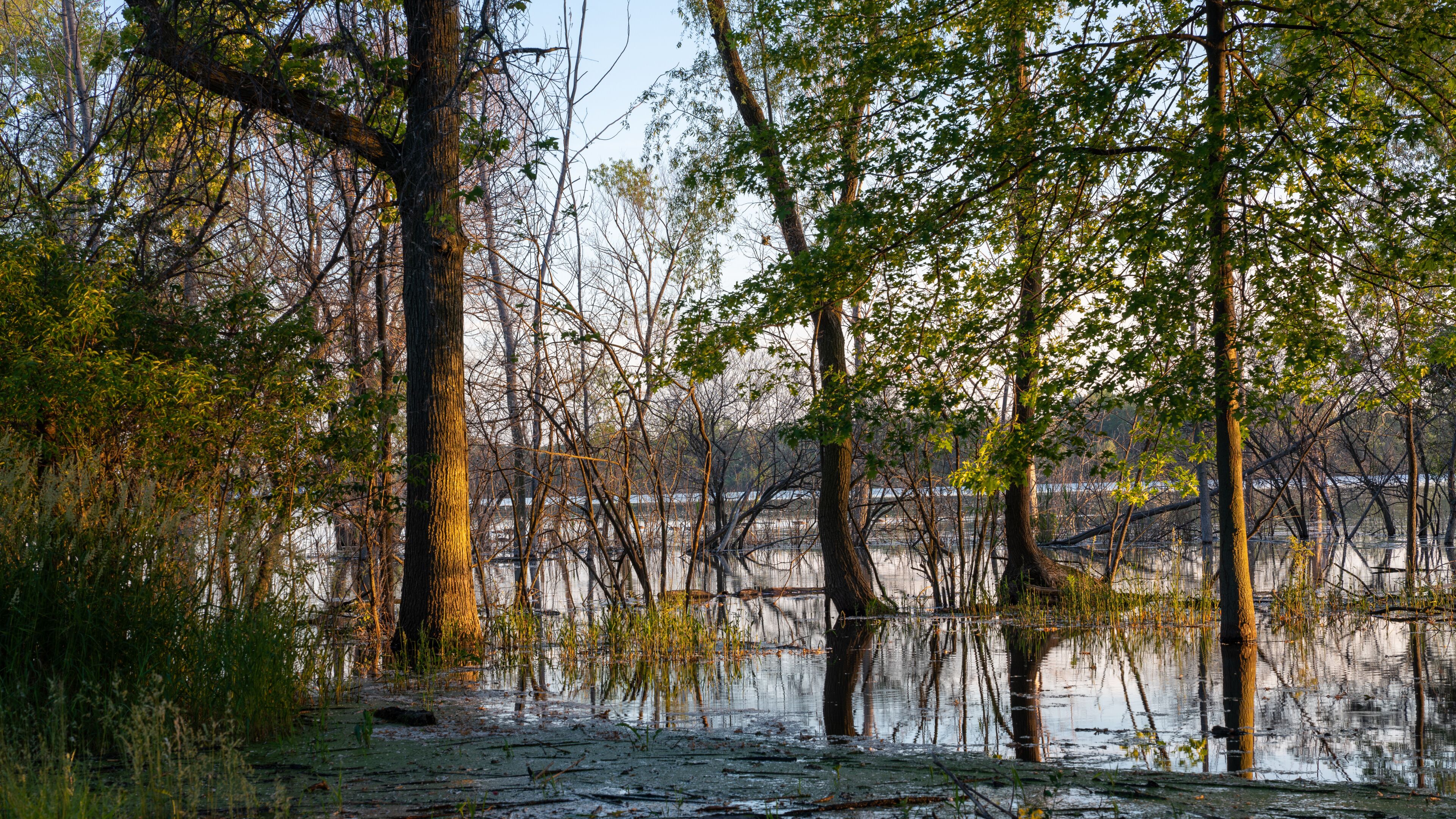 A flooded forest with tall trees and a calm water surface.