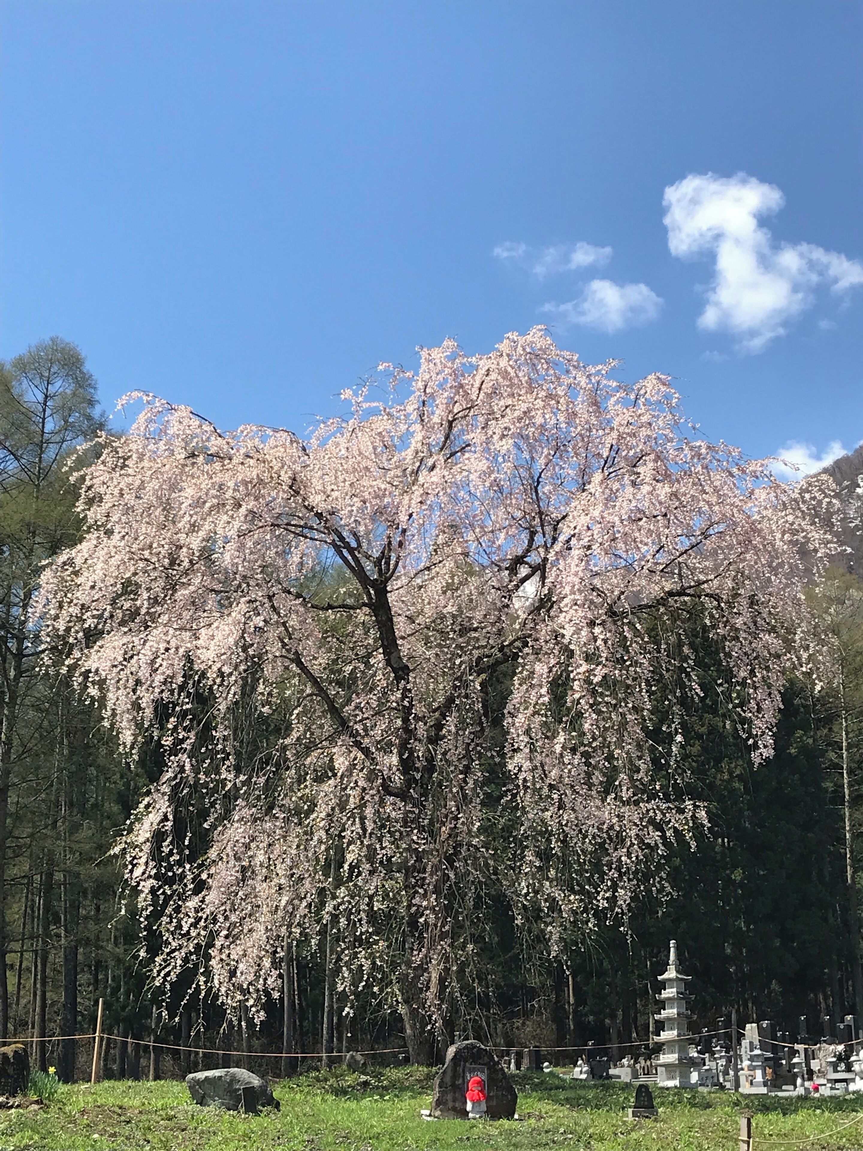 カタクリの花も見頃