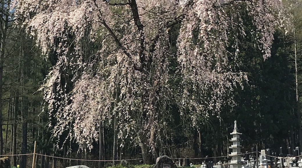 カタクリの花も見頃