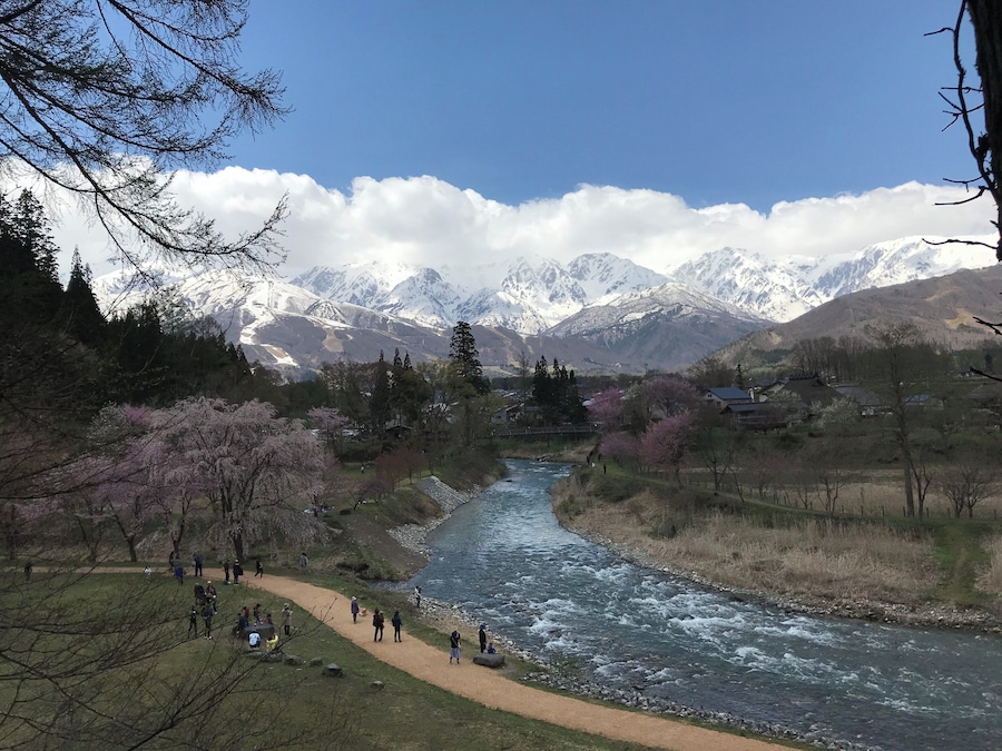 桜満開過ぎてました