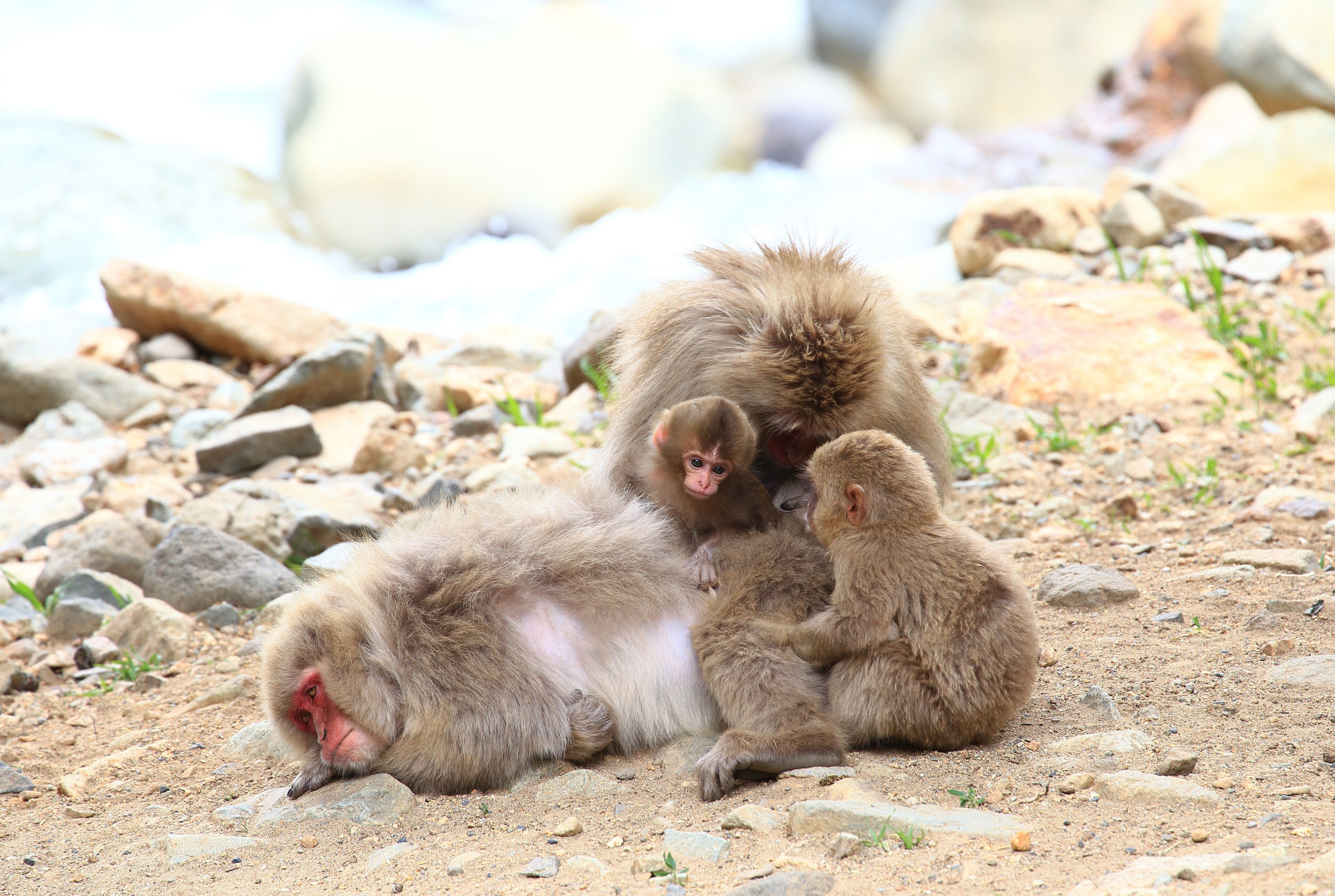 Monkey family in Jigokudani Monkey Park