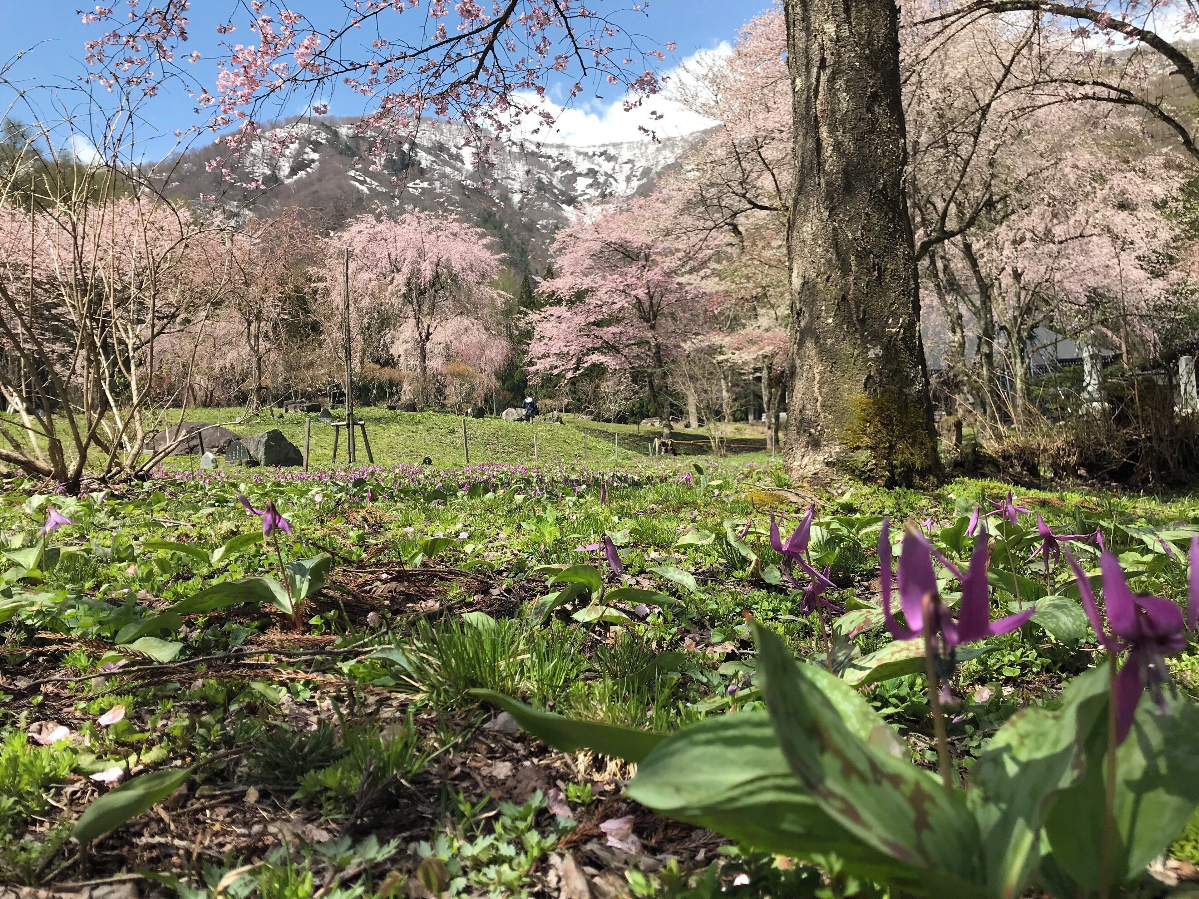 カタクリの花も見頃