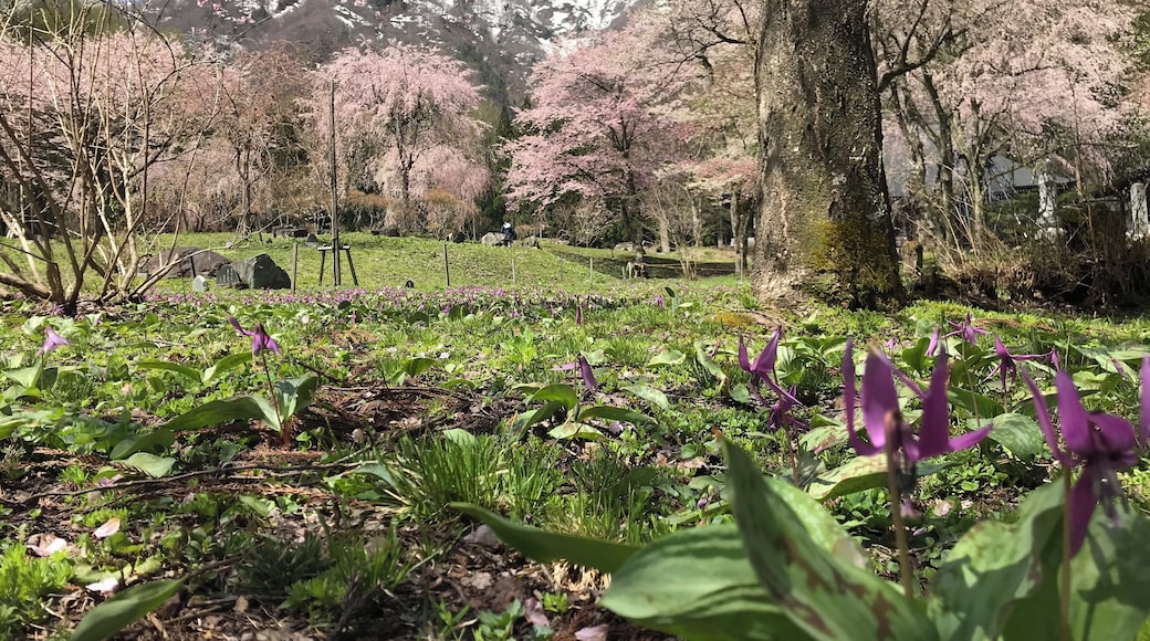 カタクリの花も見頃