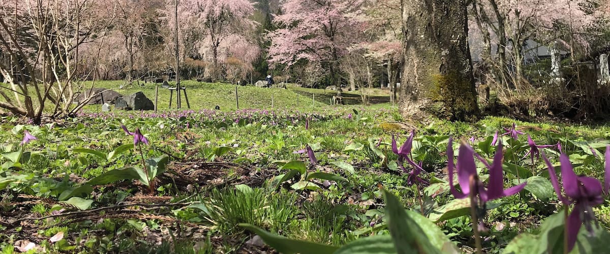 A park with cherry blossoms, green foliage, and a mountain in the background.