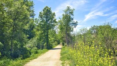 Beautiful yellow flowers line the Heritage Trail as it passes through a lush green forest on a sunny spring morning in Dubuque County, Iowa.