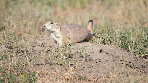 Black-Tailed Prairie Dog at Its Burrow in the Greycliff Prairie Dog Town in Montana