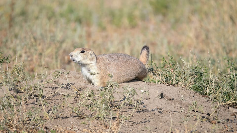 A prairie dog on a mound in a grassy field.