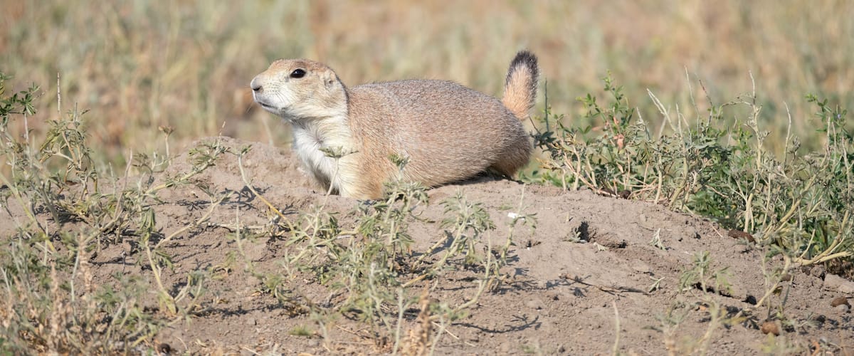 A prairie dog on a mound in a grassy field.