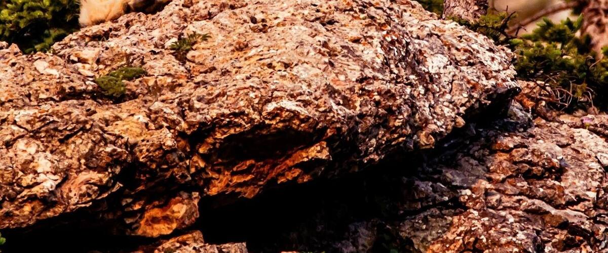 Bathing in the morning light.
#wildlife.