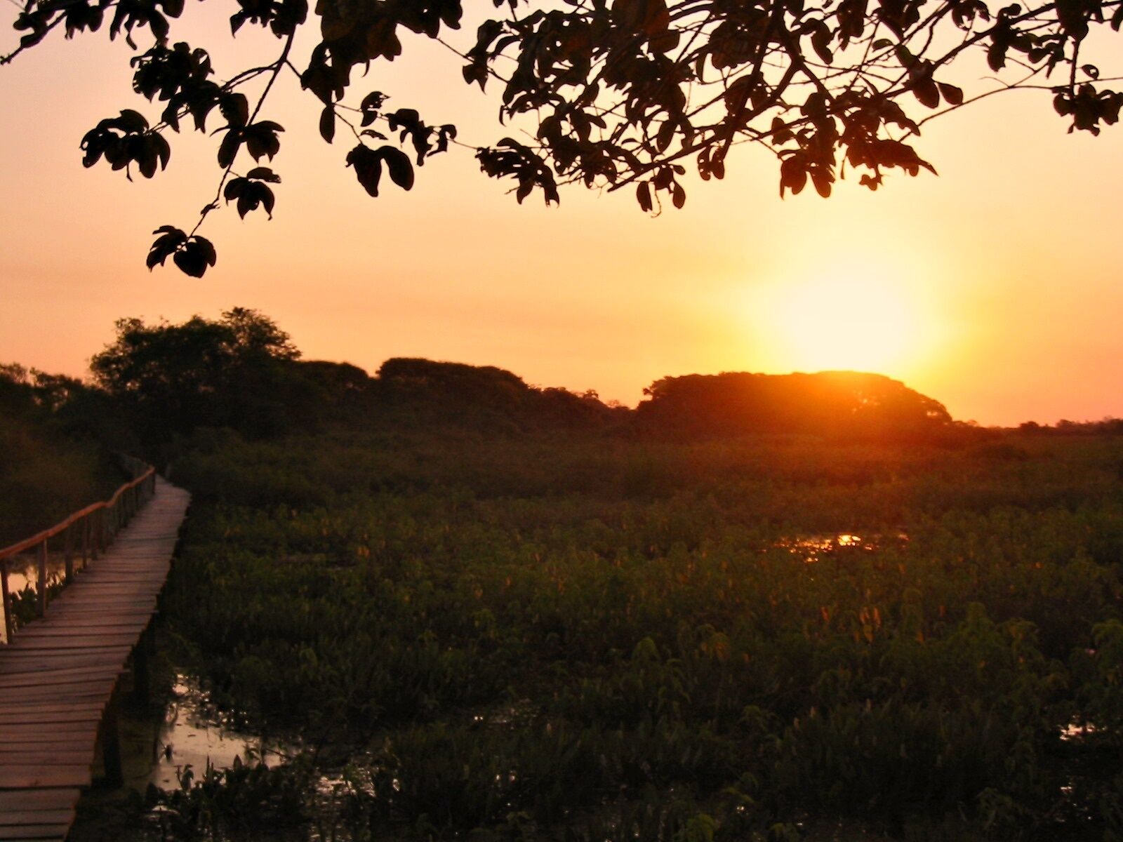 Bliss, as found on the Transpantaneira, in the Pantanal, Brazil.  The Araras Ecolodge in this huge wetland area provided the perfect base for exploration, although you don't have to go far to find wildlife.  Howler monkeys and caiman lurk nearby, but blue macaws and capybaras will come to visit if you don't feel like getting out of your hammock because you're busy watching the sunset.

#brazil #pantanal #besttimeofday