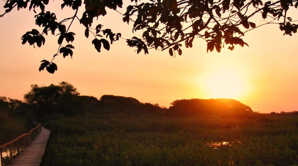 Bliss, as found on the Transpantaneira, in the Pantanal, Brazil. The Araras Ecolodge in this huge wetland area provided the perfect base for exploration, although you don't have to go far to find wildlife. Howler monkeys and caiman lurk nearby, but blue macaws and capybaras will come to visit if you don't feel like getting out of your hammock because you're busy watching the sunset.
#brazil #pantanal #besttimeofday