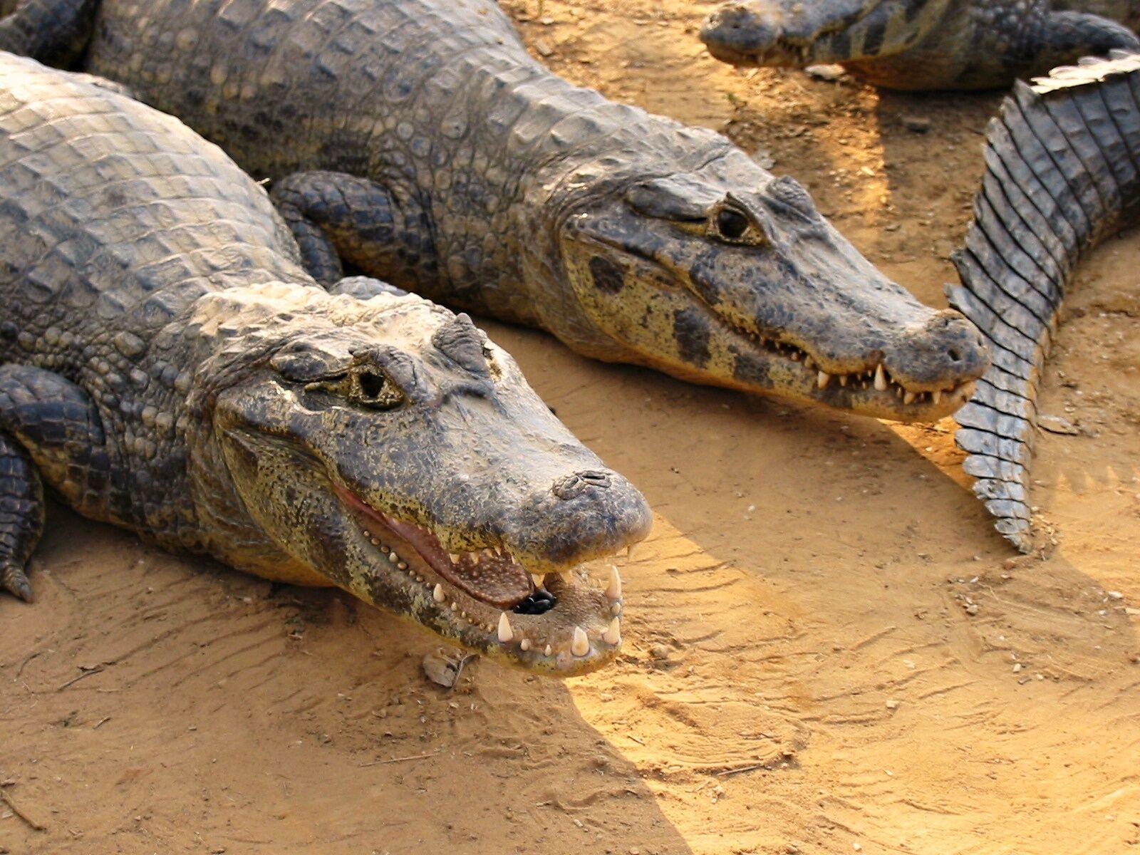 "Don't worry- they don't like to eat people, they like to eat piranhas.  Want to come have a closer look?" says the guide sitting astride one of these Yacare Caiman, stroking its head as if it were a dog.

NOPE.

#brazil #pantanal #captivatingcreatures #thatscloseenough