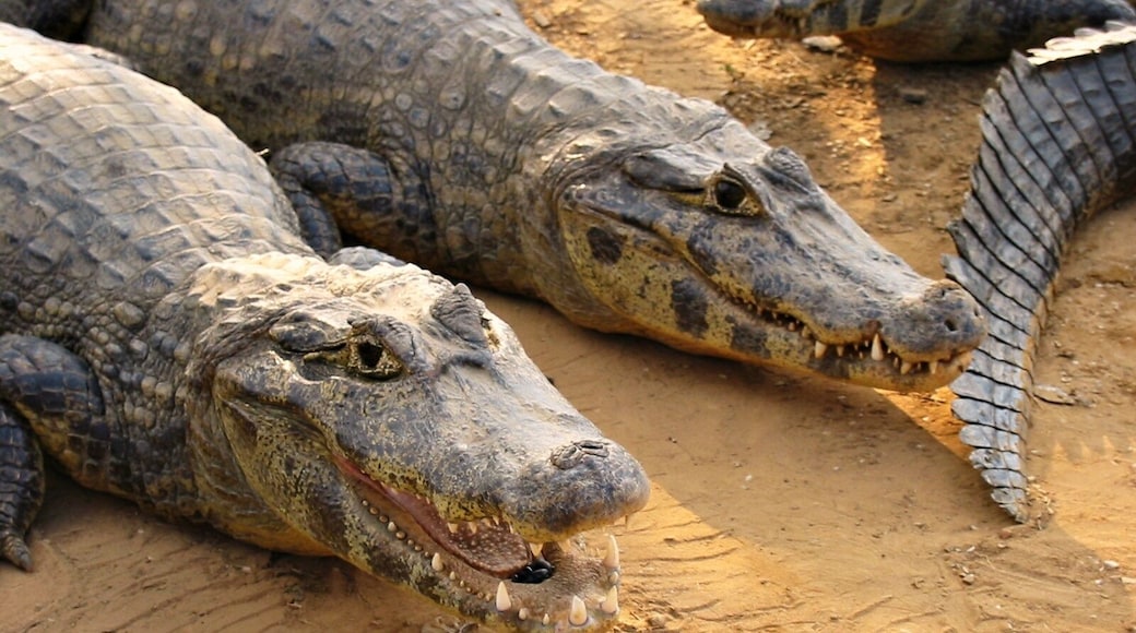 "Don't worry- they don't like to eat people, they like to eat piranhas. Want to come have a closer look?" says the guide sitting astride one of these Yacare Caiman, stroking its head as if it were a dog.
NOPE.
#brazil #pantanal #captivatingcreatures #thatscloseenough