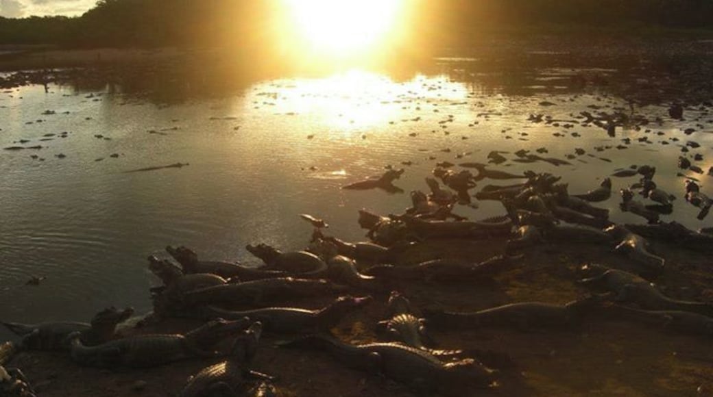 Staying in the Pantanal, Brazil. You can fish for piranhas, swim in the river, and spot endless caymans and capybaras .