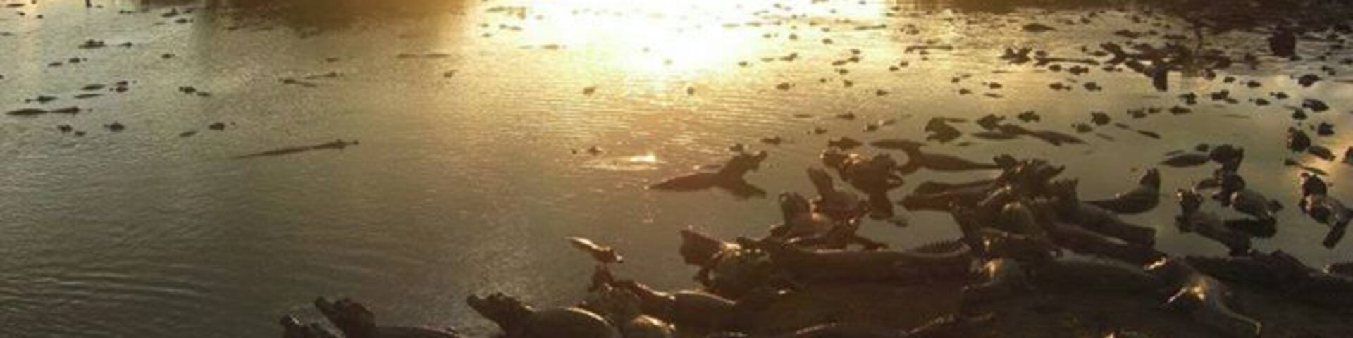 Staying in the Pantanal, Brazil. You can fish for piranhas, swim in the river, and spot endless caymans and capybaras .