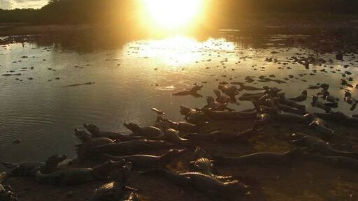 Staying in the Pantanal, Brazil. You can fish for piranhas, swim in the river, and spot endless caymans and capybaras .