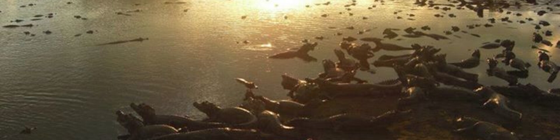 Staying in the Pantanal, Brazil. You can fish for piranhas, swim in the river, and spot endless caymans and capybaras .