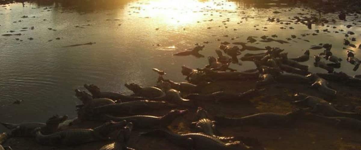 A group of crocodiles near a body of water during sunset.