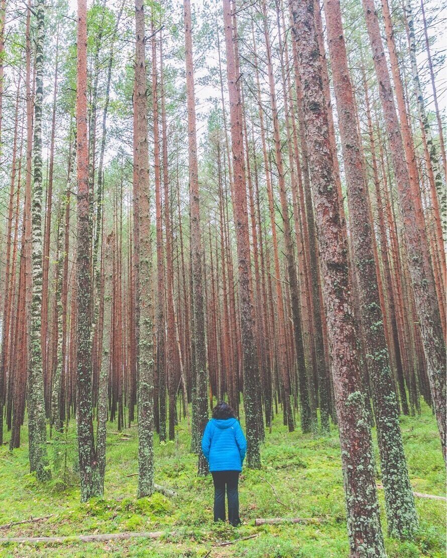 When the Baltic woodlands take your breath away 

#nationalpark #latvia #kemeri #baltic 