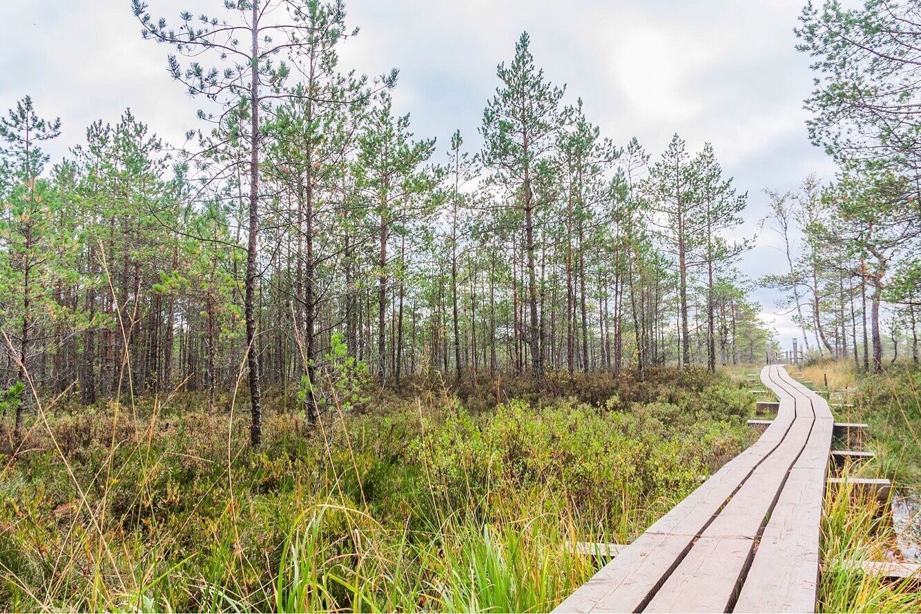 Great Kemeri Bog walk at Kemeri National Park. A very different kind of "national park" where you can go looking for birds, moss, fungi and lichen, plant species, mineral water and therapeutic mud. 

#kemeri #kemerinationalpark #latvija #latvia #nationalpark