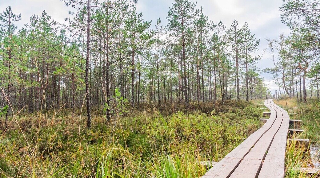Great Kemeri Bog walk at Kemeri National Park. A very different kind of "national park" where you can go looking for birds, moss, fungi and lichen, plant species, mineral water and therapeutic mud.
#kemeri #kemerinationalpark #latvija #latvia #nationalpark