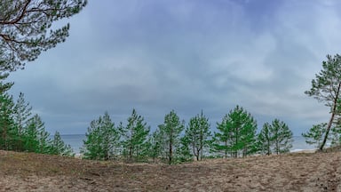 Panoramic view of Baltic sea coast. View of coniferous forest with pine trees and blue sea. Panorama of north Europe landscape.