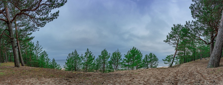 Panoramic view of Baltic sea coast. View of coniferous forest with pine trees and blue sea. Panorama of north Europe landscape.