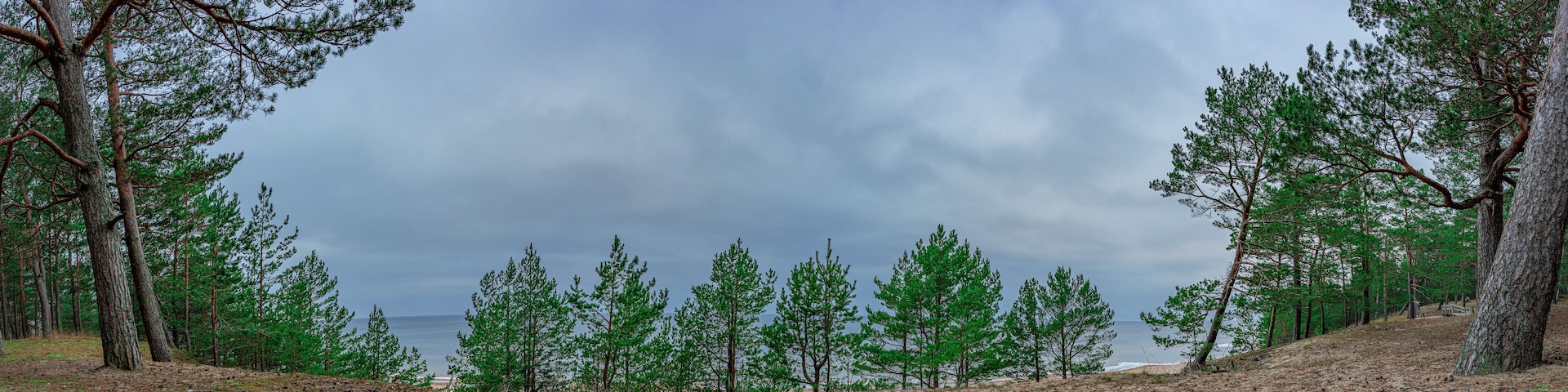 A forested hillside with a view of the ocean.