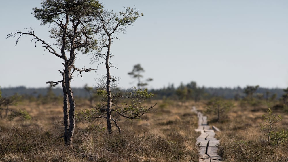 National park bog and marshland dramatic landscape - Store Mosse National Park in Smaland Sweden - Must visit traveling in Sweden.