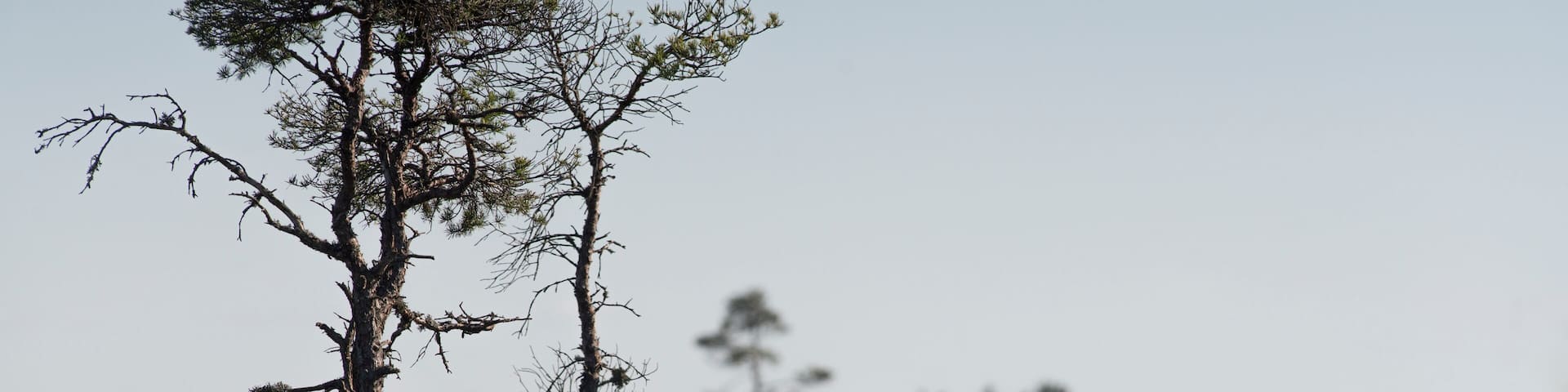 National park bog and marshland dramatic landscape - Store Mosse National Park in Smaland Sweden - Must visit traveling in Sweden.