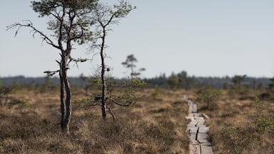 National park bog and marshland dramatic landscape - Store Mosse National Park in Smaland Sweden - Must visit traveling in Sweden.
