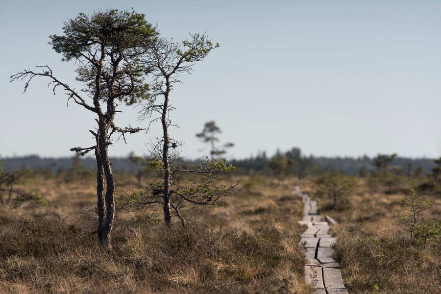 National park bog and marshland dramatic landscape - Store Mosse National Park in Smaland Sweden - Must visit traveling in Sweden.