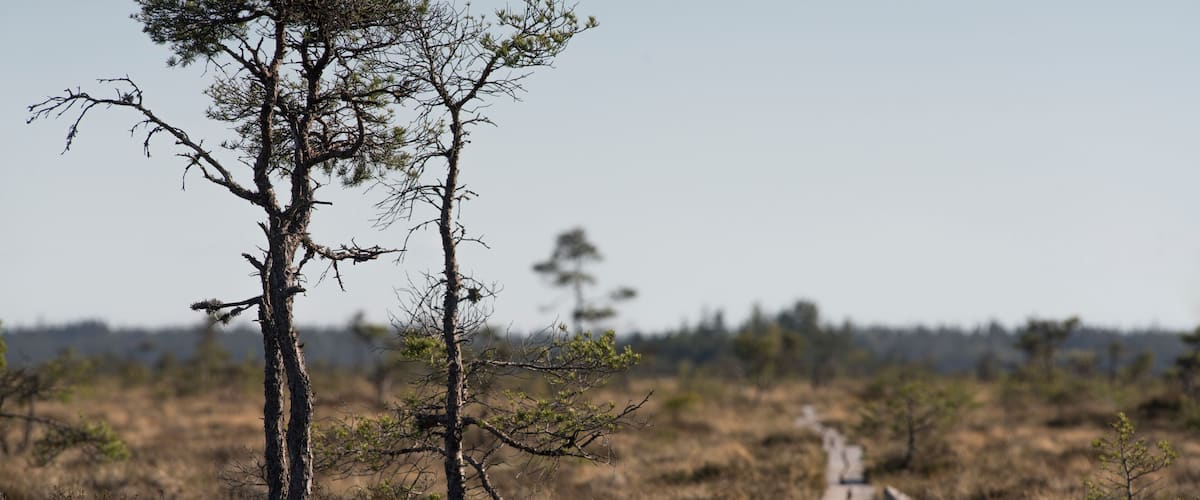 A dry, grassy landscape with a clear sky, a dirt path, and sparse trees.