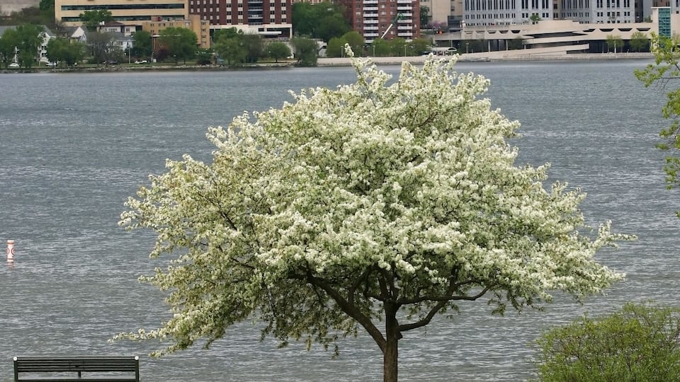 A cityscape with a large domed building, a river, and a tree with white blossoms.