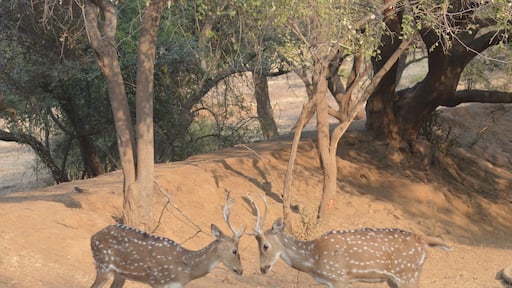Locked horns❤️
#Wildlife