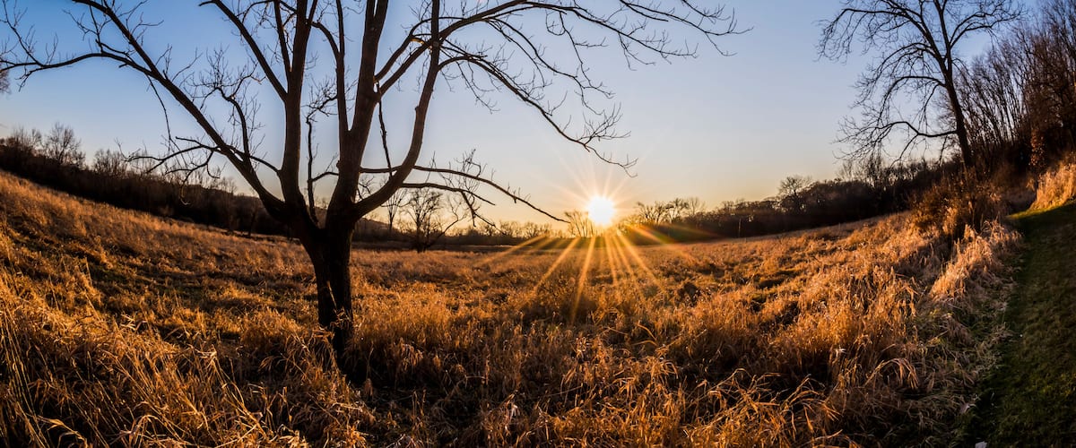 A tree in a field with the sun setting in the background.